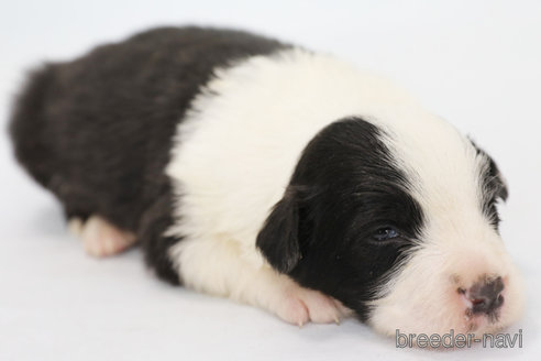 成約済の神奈川県のボーダーコリー-292342の11枚目